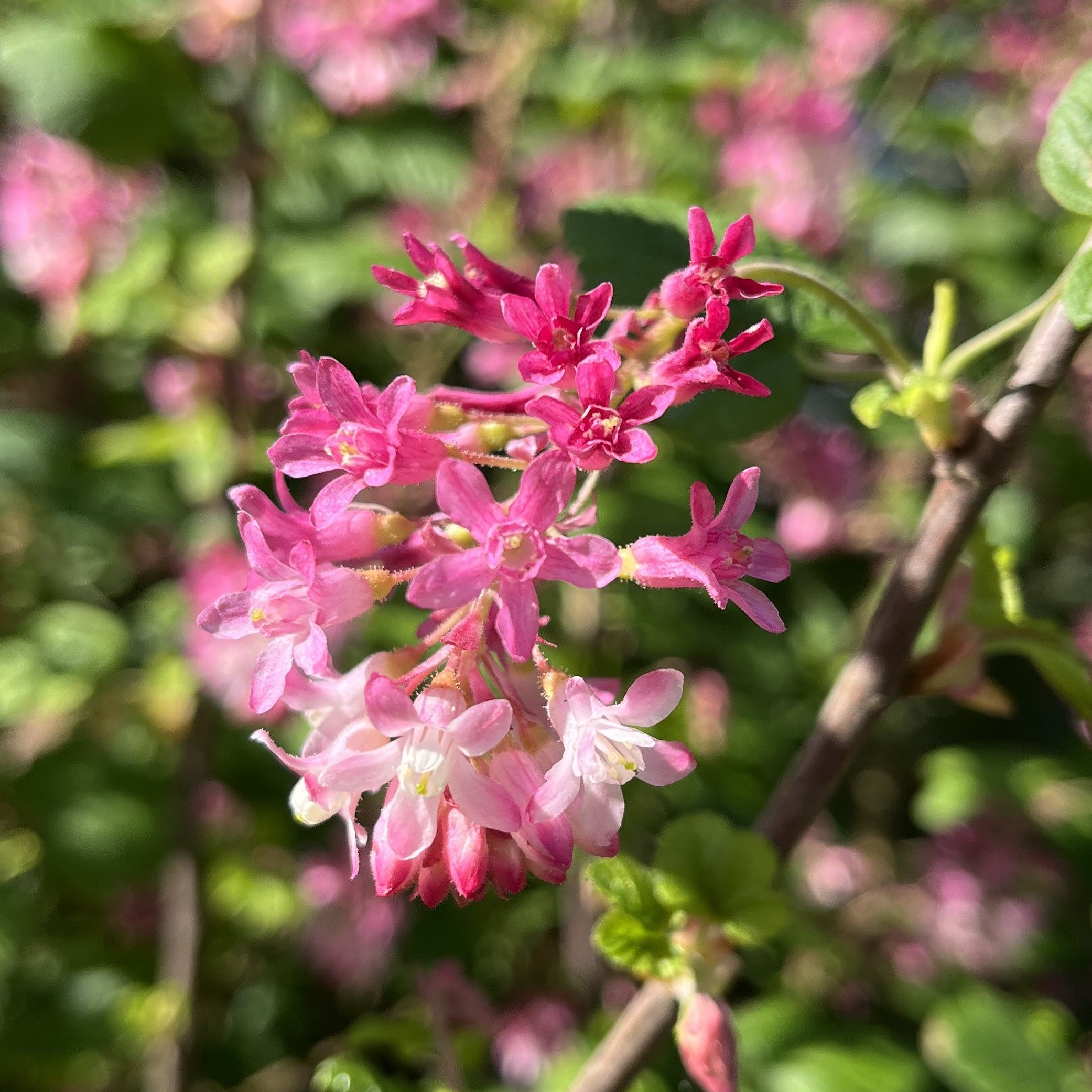 pink flower