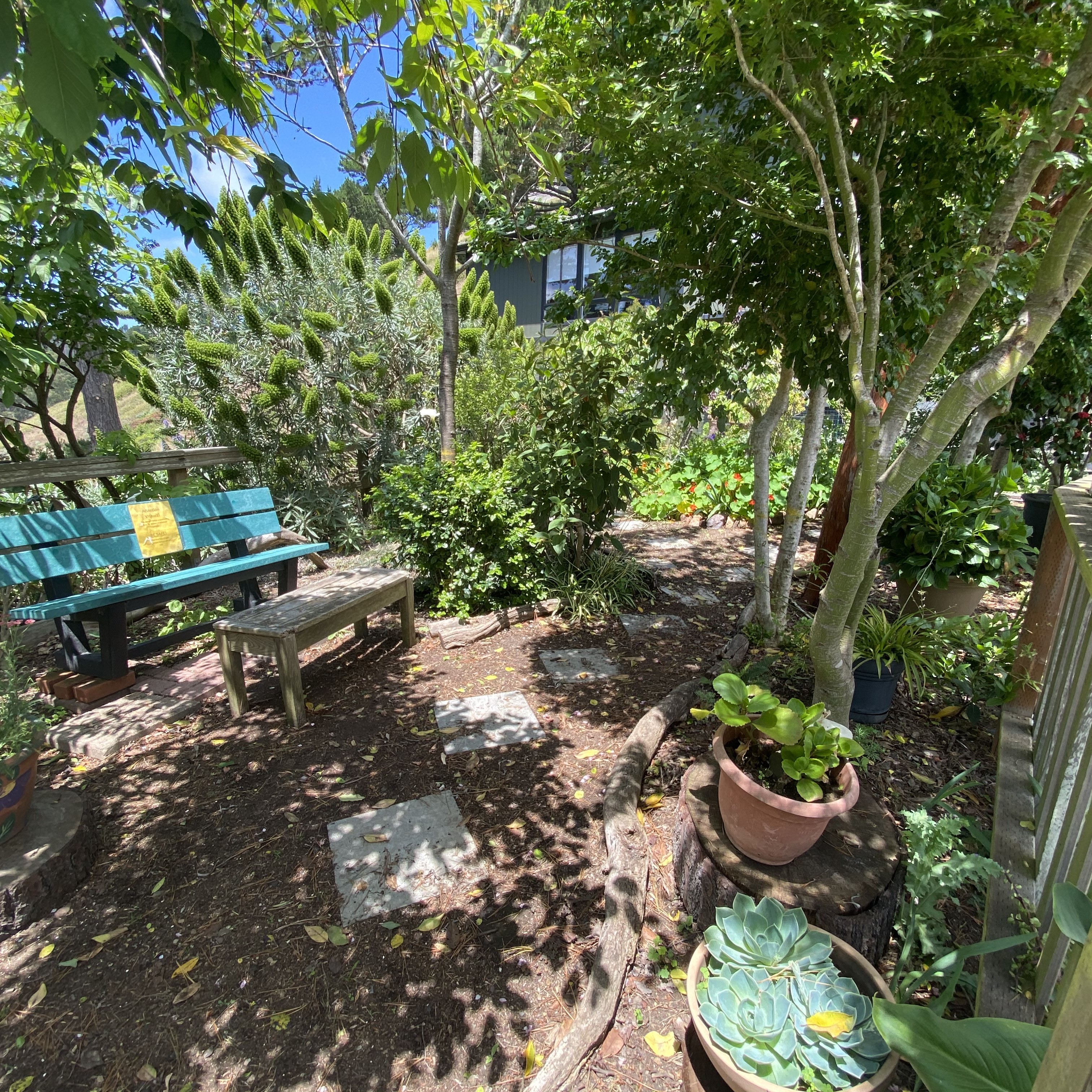 Small garden with green trees covering a painted bench with lots of sunlight and potted plants.