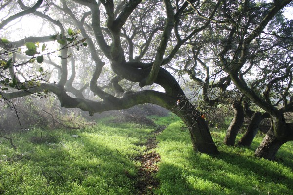 Oak trees in a sunlit park along a trail